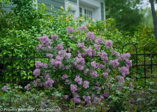 Vista 2 de Bloomerang® Lila Morado Oscuro - Syringa - Ganadores probados - Maceta de 4