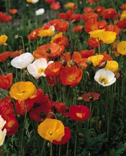 Vista 5 de Semillas Flores Oriental Amapola Mix Anual - 1000 Semillas