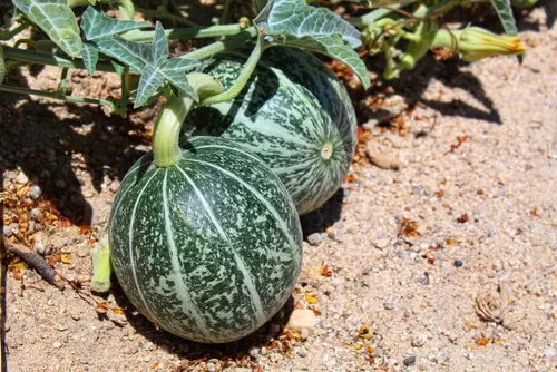 Vista 5 de Semillas de melón para plantar (10 semillas) - Cultiva tu propio alimento (Melón amargo negro)