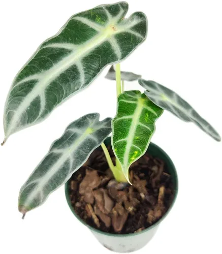 Vista 6 de Alocasia Bambino (maceta cultivadora de 4 pulgadas) - Planta de interior con poca luz y saludable - Planta de interior de interior fácil de cuidar