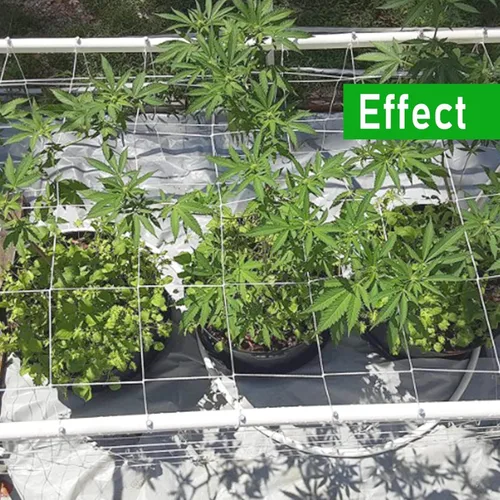 Vista 7 de 4 x 8 pies, 1 paquete de red de enrejado blanco para jardín, red de cultivo de poliéster resistente, red para plantas trepadoras al aire libre