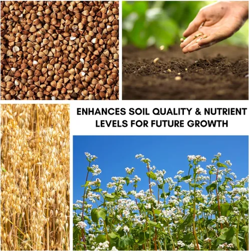 Vista 3 de Semillas de trigo sarraceno para plantar: cultivo de cobertura, grano, pasto de abeja, polinizador, semillas de vida silvestre (1 libra)
