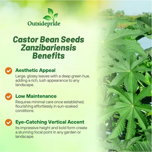 Vista 3 de Outsidepride Zanzibariensis Semillas de ricino – 50 semillas anuales de flores tropicales de crecimiento rápido para plantar follaje vibrante