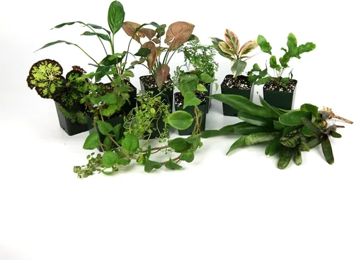 Vista 11 de Josh's Frogs Kit de plantas de vivario tropical de 12x12x18