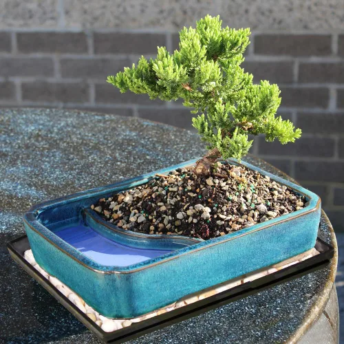Vista 10 de Brussel's Bonsai Árbol Bonsái de Enebro Verde Vivo - Mediano, 5 Años, 6 a 10 Pulgadas - Árbol Bonsái para Exteriores Vivo con Maceta de Agua
