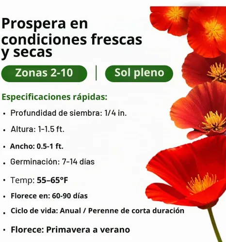 Vista 3 de HOME GROWN Red Chief Poppy 22.000 Semillas de flor Eschscholzia californica