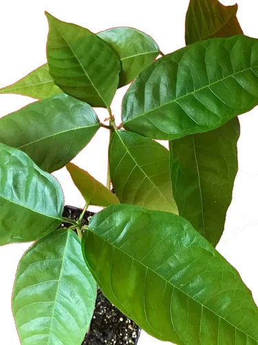 Vista 4 de Árbol de chocolate / Theobroma Cacao - 1 planta viva en maceta