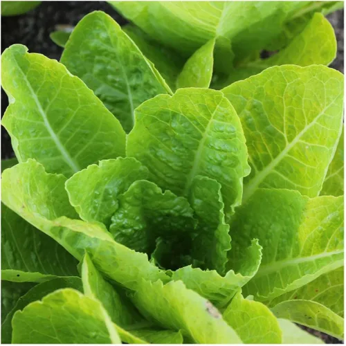 Vista 2 de Everwilde Farms - Semillas de lechuga jericho romana orgánica de 1 onza - Paquete Gold Vault