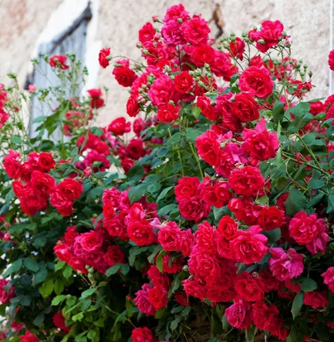 Vista 4 de Semillas de rosa de colores mixtos raros para plantar 50 semillas híbridas de rosales trepadoras