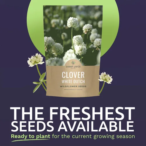 Vista 3 de Trébol holandés blanco, bolsa a granel de 1 libra, 600.000 semillas de flores para plantar - Trifolium repens