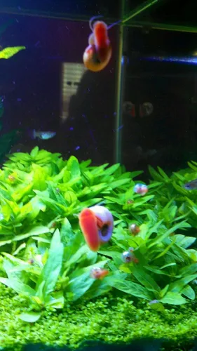 Vista 8 de ¡Más de 9 caracoles Ramshorn vivos para acuario o estanque, limpieza de algas! ¡Envío diario!