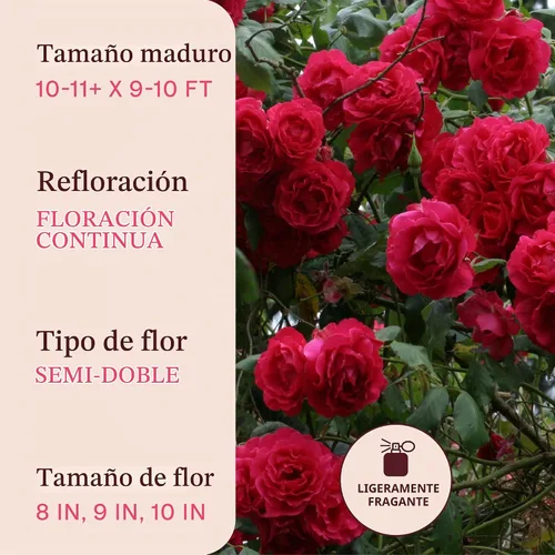 Vista 6 de Rosas trepadoras de reliquia, planta de raíz viva propia, resplandor Blaze