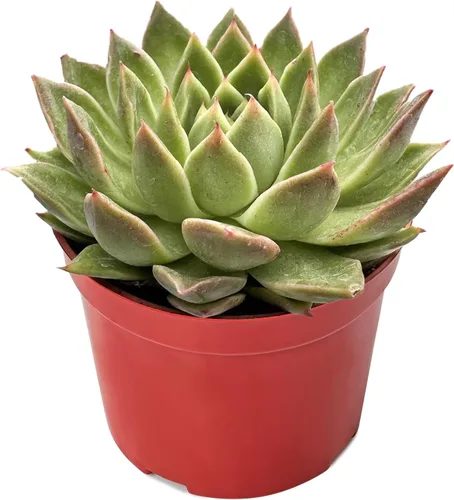 Vista 9 de Plantas suculentas vivas (Cotyledon Orbiculata cv. Long Leaf Variegated), suculentas en maceta de fácil cuidado, aproximadamente 4" de diámetro x 4