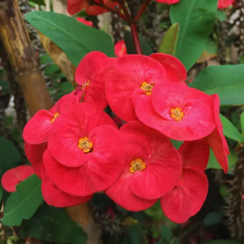 Vista 6 de Red Euphorbia - Planta viva de corona de espinas, planta viva de corona de espinas, 4 unidades en maceta, planta suculenta viva para jardinería