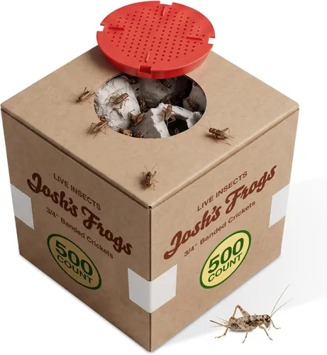 Vista 12 de Josh's Frogs Grillos con bandas de 3/4" (60 unidades)