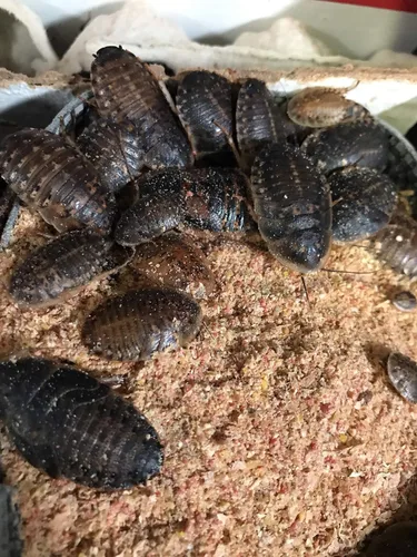 Vista 6 de BadAssBugs™ 1LB Dubia Cucaracha Chow Hornata Miel