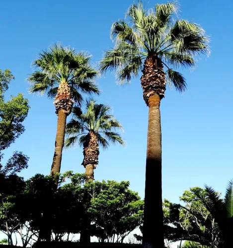 Vista 4 de 30 semillas de palmera de abanico, Washington Filifera, planta de hoja perenne de rápido crecimiento
