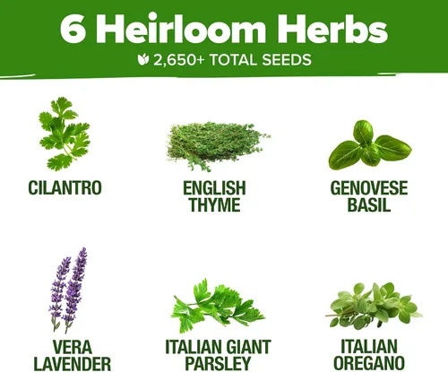 Vista 3 de HOME GROWN 6 semillas de hierbas para plantar más de 2,650 semillas de reliquia sin OMG Paquete variado extra grande de hierbas