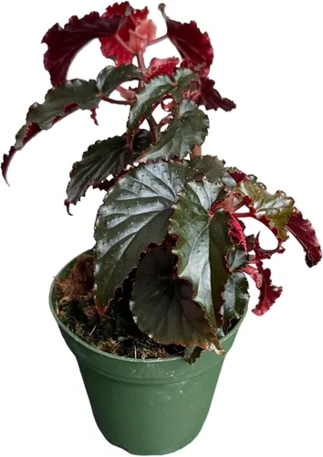 Vista 2 de Begonia Black Magic, Begonia Rex, maceta de 4 pulgadas, planta viva muy única y fácil de cuidar