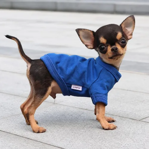 Vista 5 de LOPHIPETS Camiseta de perro 100% algodón para perros pequeños Taza de té Chihuahua Yorkie Ropa para cachorros - Azul/XXS