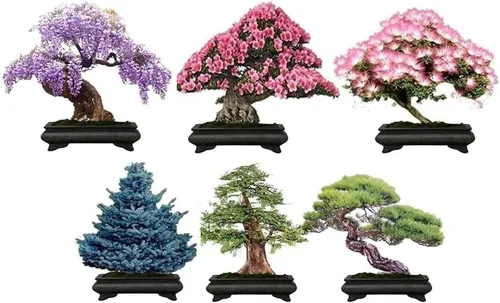 Vista 2 de 6 tipos de semillas de árbol bonsái para plantar: elige entre 3 kits o consíguelos todos (Kit 2-6 tipos)