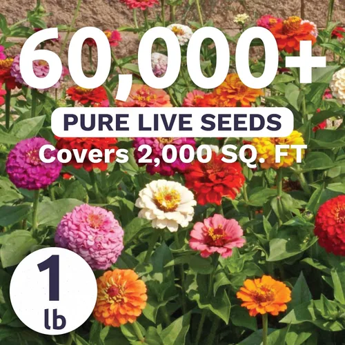 Vista 4 de Zinnia Cut & Come Again Mix - Bolsa a granel de 1 libra - 60,000 semillas de flores para plantar - Zinnia elegans