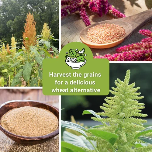 Vista 6 de Sow Right Seeds - Colección de semillas de amaranto para plantar - Paquetes de semillas tradicionales no transgénicas con instrucciones