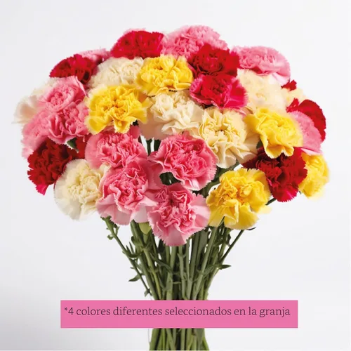 Vista 3 de GlobalRose 100 flores de clavel surtidas – Claveles de flores frescas de origen responsable – Ramo fresco seleccionado a mano para graduación