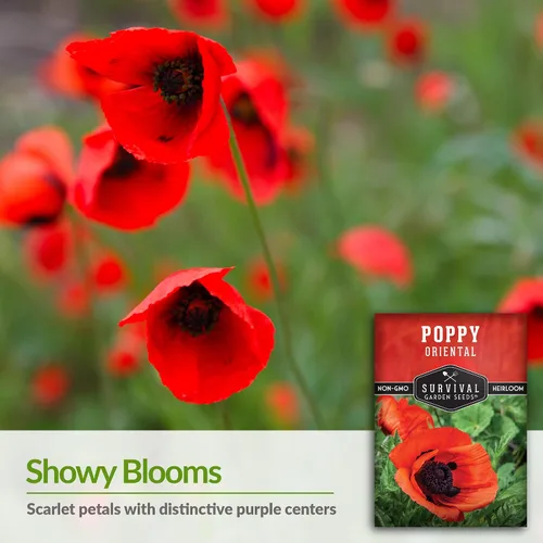 Vista 3 de Survival Garden Seeds Paquete de 1 amapola oriental para plantar, paquete de semillas con instrucciones para cultivar Papaver Orientale en tu hogar