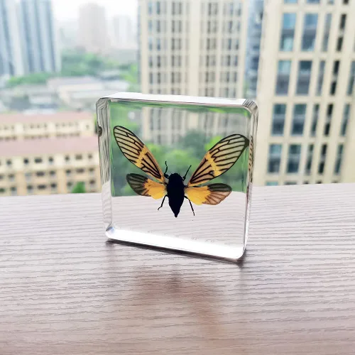 Vista 5 de Especímenes reales de cigarras en resina, pisapapeles artesanales, colección de taxidermia de animales para educación científica y adorno de cicada