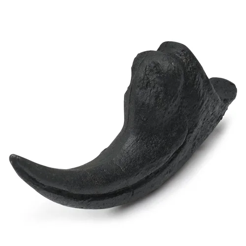 Vista 6 de Dientes fosilizados y garras de varios dinosaurios prehistóricos, dientes de tiburón megalodón y réplicas de alta fidelidad (garra de Allosaurus)
