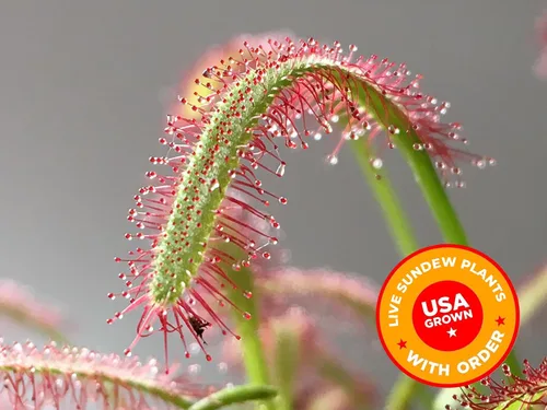 Vista 5 de Plantas carnívoras Sundew vivas con maceta de cerámica hexagonal blanca moderna de 2.7" con platillo + comida para trampa de Venus, pinzas