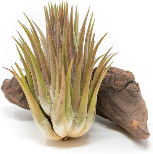 Vista 2 de Jumbo Air Plant Ionantha Guatemala 'Macho' - Plantas suculentas de interior y exterior de Tillandsia vivas - Disponible al por mayor y a granel
