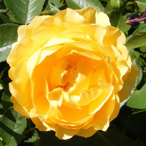 Vista 4 de Julia Child Rose Bush - Fragantes flores amarillas que reflorecen - Planta viva de raíz propia de 1.5 galones - Rosa de jardín galardonada