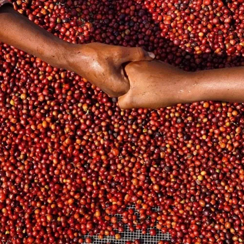 Vista 2 de Red Bay Coffee Brazilian Cake Lady - Granos de café de tostado medio, café en grano entero, granos de café brasileños, bolsa resellable de 5 libras