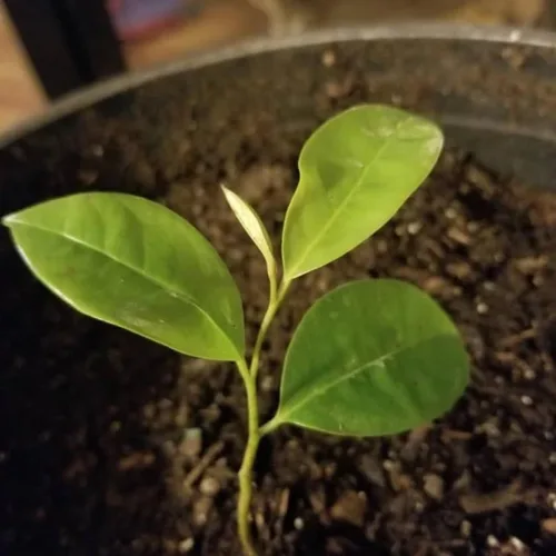 Vista 2 de Planta de guanábana bien arraigada totalmente cultivada, planta Annona Muricata, planta frutal de árbol vivo de guanábana guanábana, planta