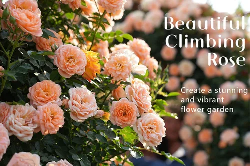 Vista 8 de Más de 600 semillas mixtas de rosas trepadoras para plantar al aire libre, ornamentales, rosales, enredaderas, trepadoras, floración larga