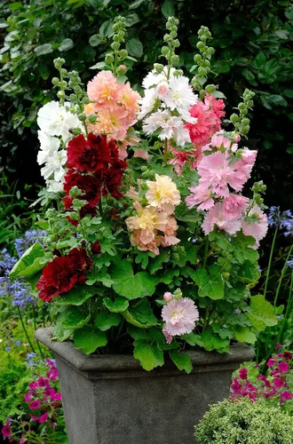 Vista 5 de Semillas Hollyhock Double Majorette Mix - Flores perennes para plantar - Sin OMG