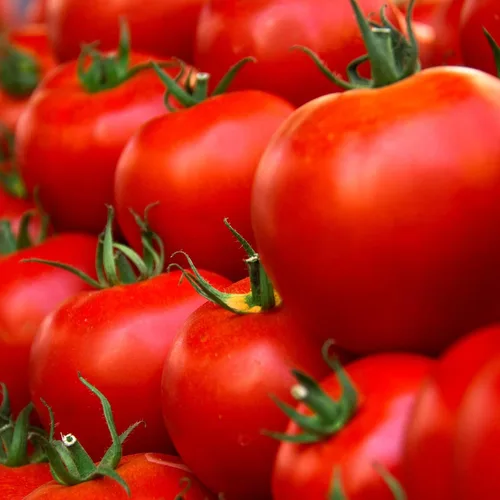Vista 3 de Semillas de jardín de tomate, híbrido rojo husky, 10 semillas, sin OMG, semillas de jardinería vegetal
