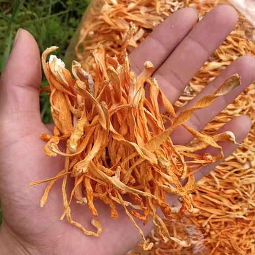 Vista 2 de SIFANGDA Cordyceps Flower / Cordyceps seca de hongos militaris/Chong Cao Hua/Cabeza de poro Ordyceps Militaris/Cordceps Pupea Dorado (3.5 onzas)