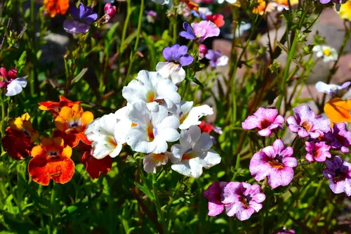 Vista 3 de Seeds Nemesia Galaxy Seed Mix 450+ Semillas para plantar flores anuales