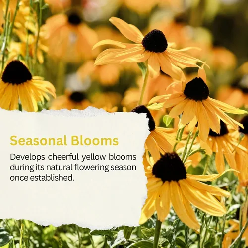 Vista 7 de Black Eyed Susan Seeds – Más de 100.000 semillas – Paquete resellable extra grande de 1 onza – Semillas de flores silvestres Rudbeckia hirta sin OMG