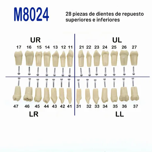 Vista 7 de Modelo de 28 dientes Typodont extraíbles compatibles con Nissin 500 Dental