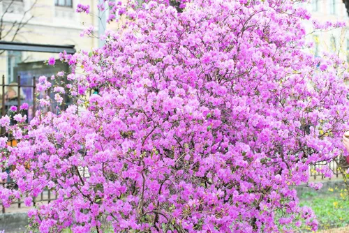 Vista 2 de 50 semillas de flores arbustivas rosadas de arbustos de arbustos de azalea real de Schlippenbachii