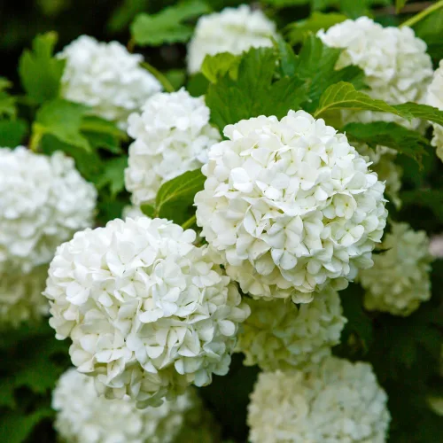 Vista 2 de Old Fashion Snowball Viburnum Planta de 4 pulgadas