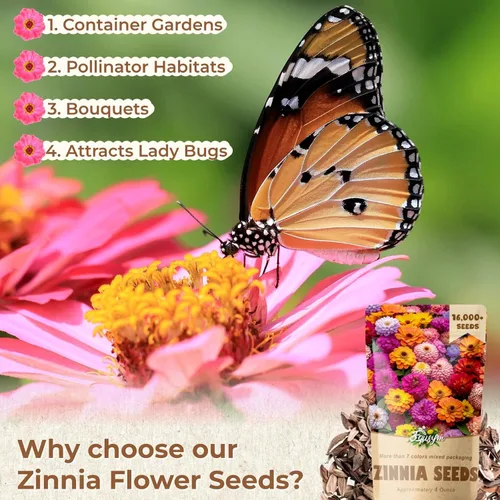 Vista 3 de Más de 16000 semillas de flores de Zinnia para mezcla de colores 2026-7+, alta tasa de germinación, perfectas para jardines, mezcla de semillas