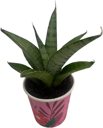 Vista 2 de Planta de serpiente rosa congelada - Sansevieria - Maceta de 2
