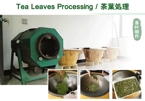 Vista 5 de Dragonwell Longjing Tea (Yu Qian), hoja de té verde fresca del pozo del dragón recogida antes del día de la lluvia del grano, venta directa