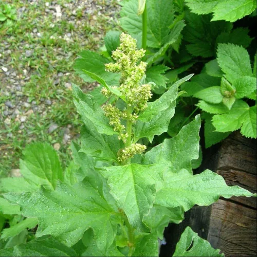 Vista 4 de Palm Beach Medicinal Herbs - Good King Henry (Chenopodium Bonus-henricus) - Paquete de 30 Semillas