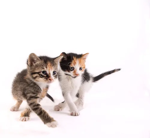 Vista 4 de Fórmula de Reemplazo de Leche en Polvo para Gatitos Hartz - 11 Oz